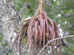 Tillandsia langlasseana