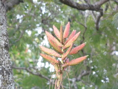 Tillandsia langlasseana
