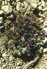 Oxytropis oreophila