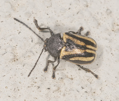 Cadmus australis