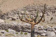 Browningia candelaris