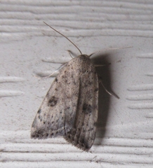 Micrathetis