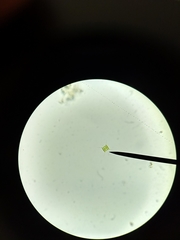 Scenedesmus