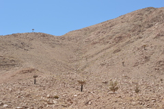 Browningia candelaris