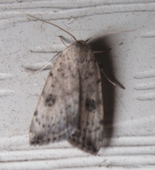 Micrathetis