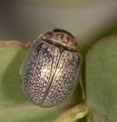 Paropsisterna decolorata