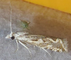 Pelochrista serpentana