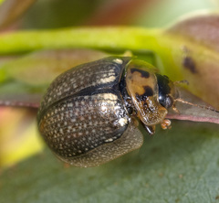 Paropsisterna agricola