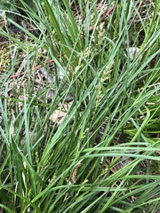 Carex muricata