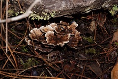 Phellodon tomentosus