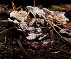 Phellodon tomentosus