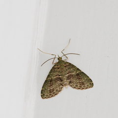 Sauris purpurotincta