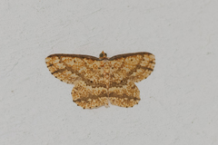 Synegia eumeleata