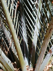 Macrozamia macdonnellii