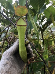 Nepenthes gracilis
