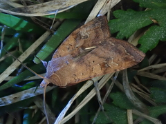 Diarsia canescens