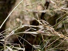 Austrostipa rudis
