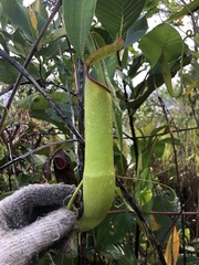 Nepenthes gracilis