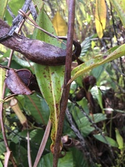 Nepenthes gracilis