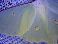 Actias aliena aliena