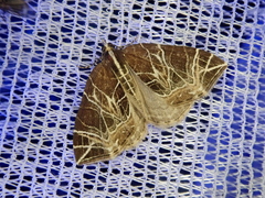 Evecliptopera illitata illitata