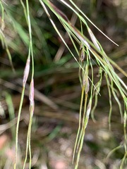 Austrostipa rudis