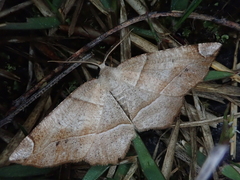 Endropiodes indictinaria