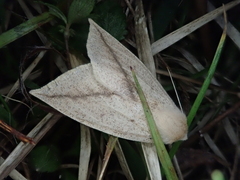 Descoreba simplex