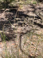 Austrostipa rudis