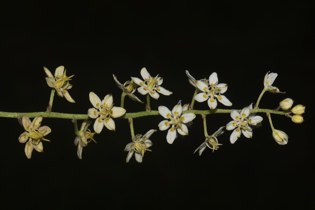 Virginia bunchflower (Melanthium virginicum)