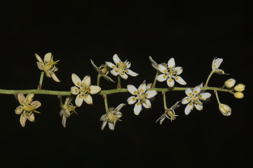 Virginia bunchflower (Melanthium virginicum)