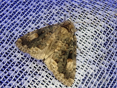 Anacronicta caliginea