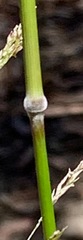 Austrostipa rudis