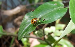 Diabrotica limitata