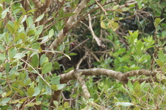 Elaeodendron zeyheri