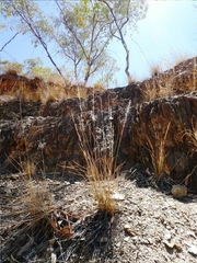 Aristida inaequiglumis