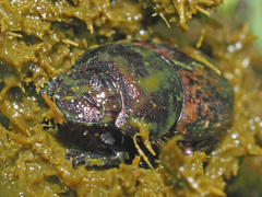 Onthophagus coenobita