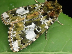 Xenotrachea niphonica