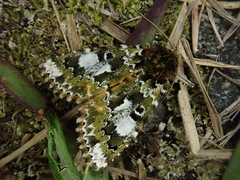 Xenotrachea niphonica