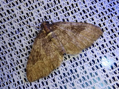 Melanthia procellata inquinata