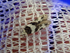 Pseudotelphusa incognitella