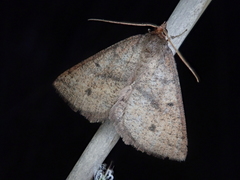 Ectephrina semilutata