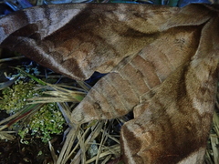 Acosmeryx naga