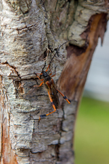 Callisphyris leptopus