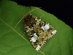 Xenotrachea niphonica