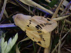 Spilarctia seriatopunctata