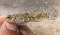 Bathygobius coalitus