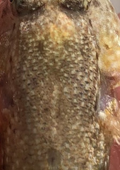 Bathygobius coalitus