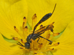 Gasteruption assectator