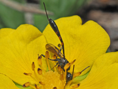 Gasteruption assectator